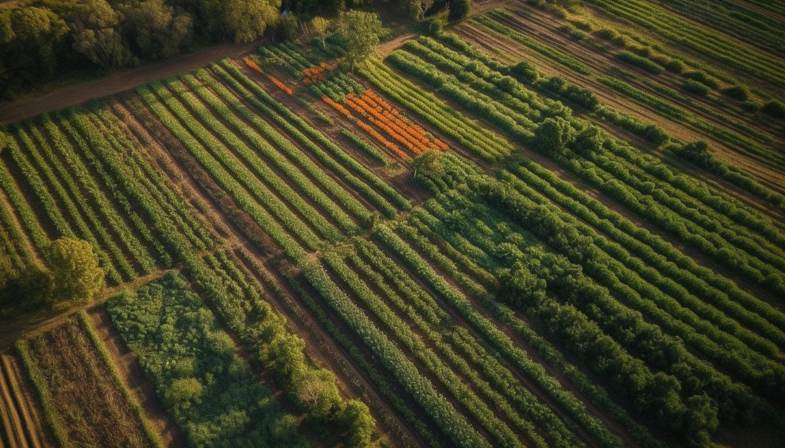 Leia mais sobre o artigo As Aplicações Mais Comuns Dos Drones No Campo Agrícola